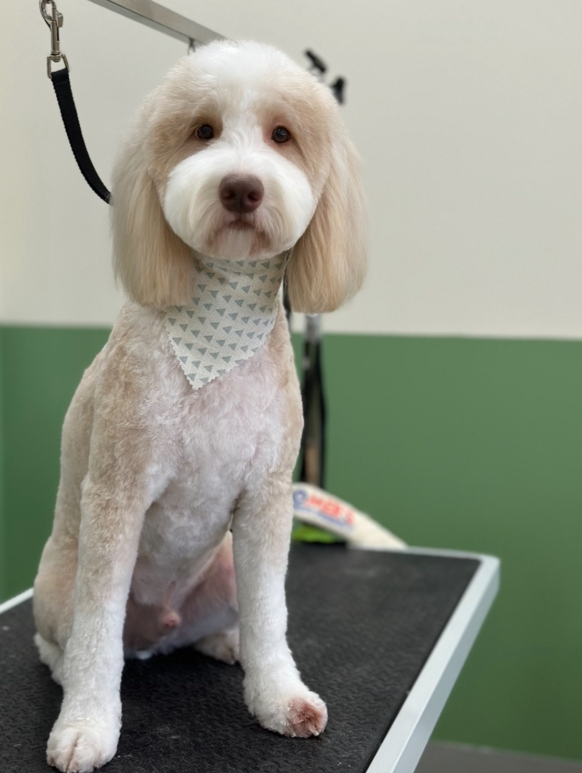 A light-colored dog with a trimmed coat and a patterned bandana sits on a grooming table in a pet salon.