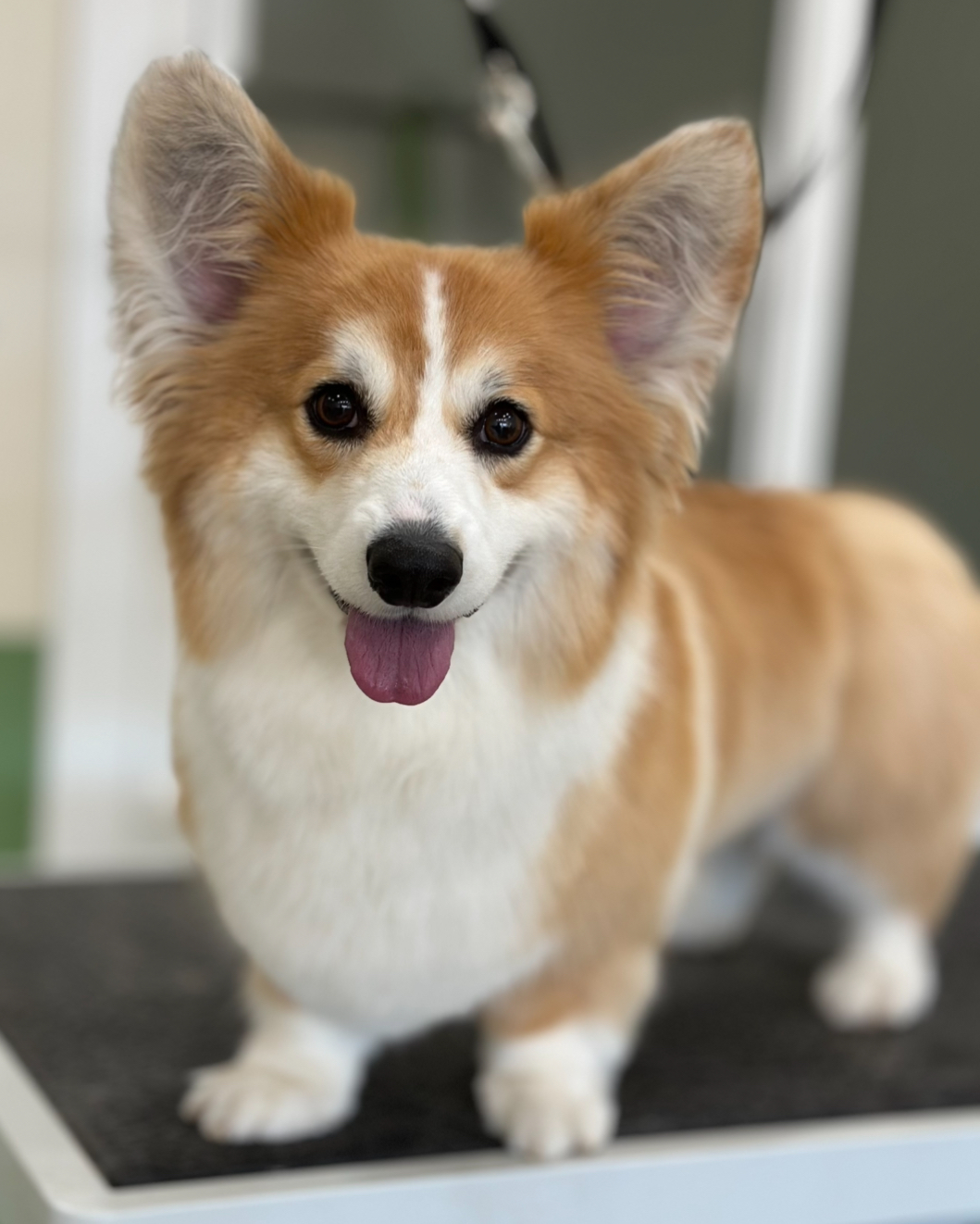 A tan and white corgi with large ears stands on a grooming table, looking at the camera with its tongue out.
