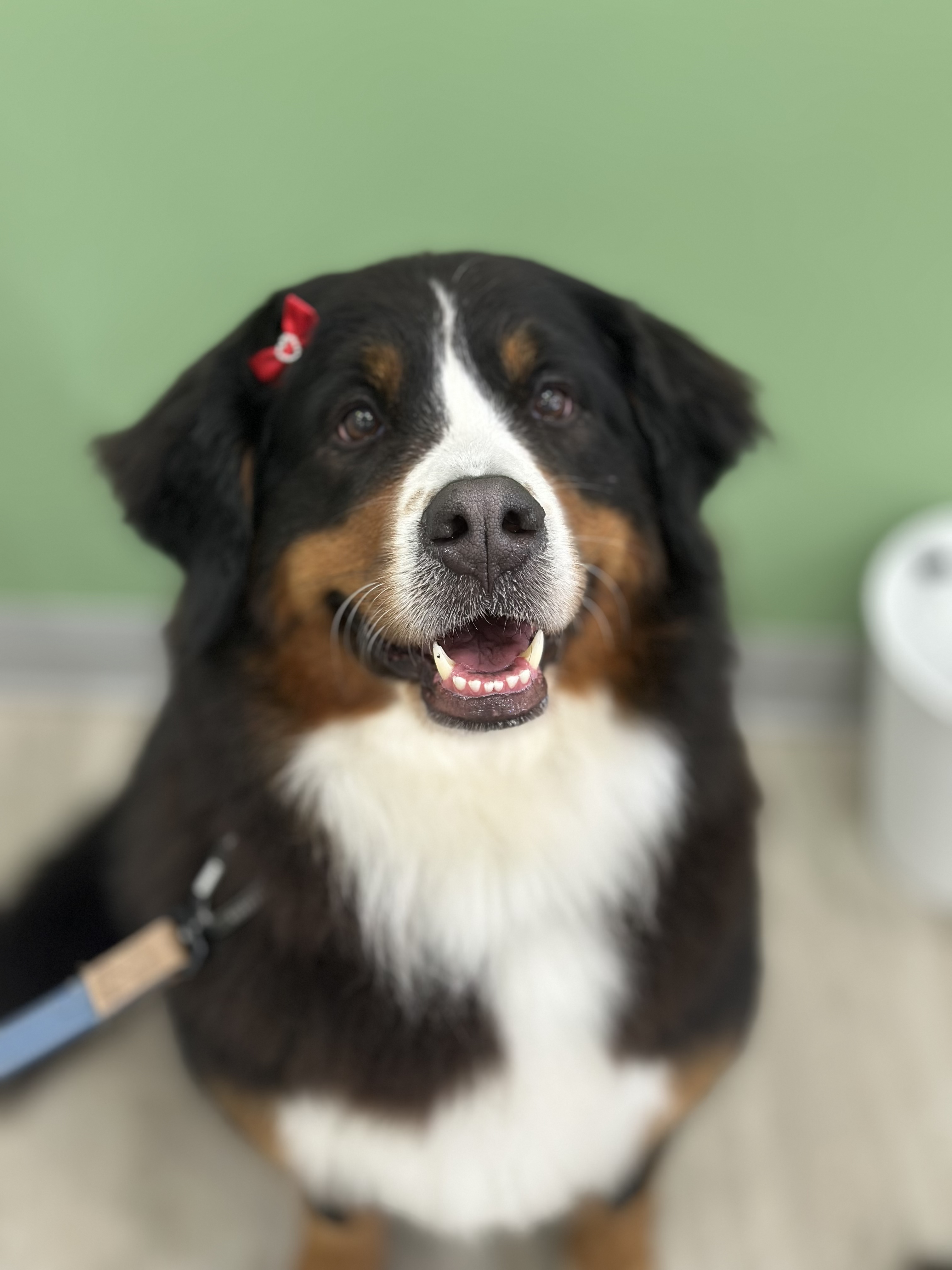 A Bernese Mountain Dog with a red bow on its ear sits indoors on a leash, looking up against a green wall background.