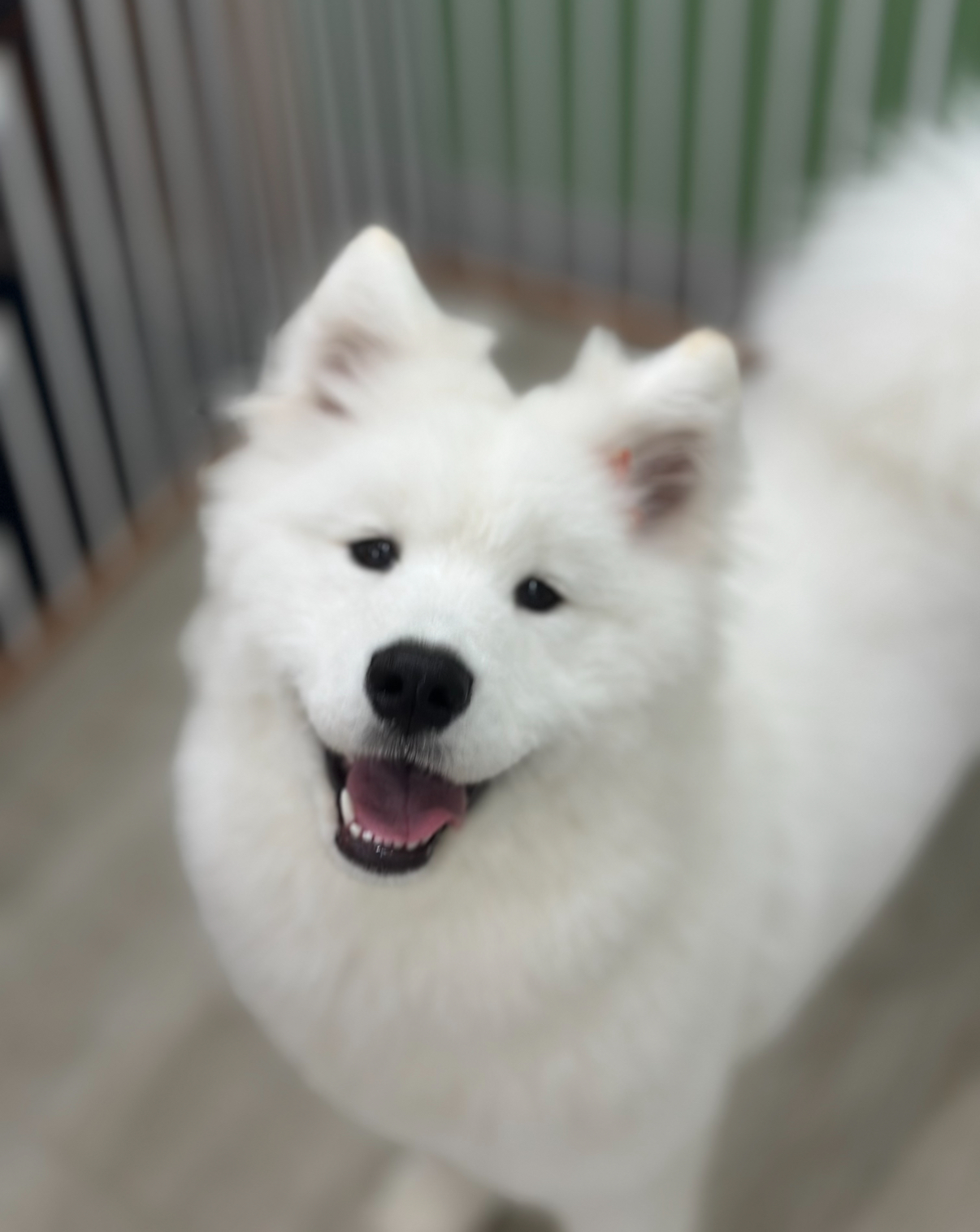 A fluffy white dog with pointy ears and a happy expression stands indoors on a light-colored floor near a striped barrier.