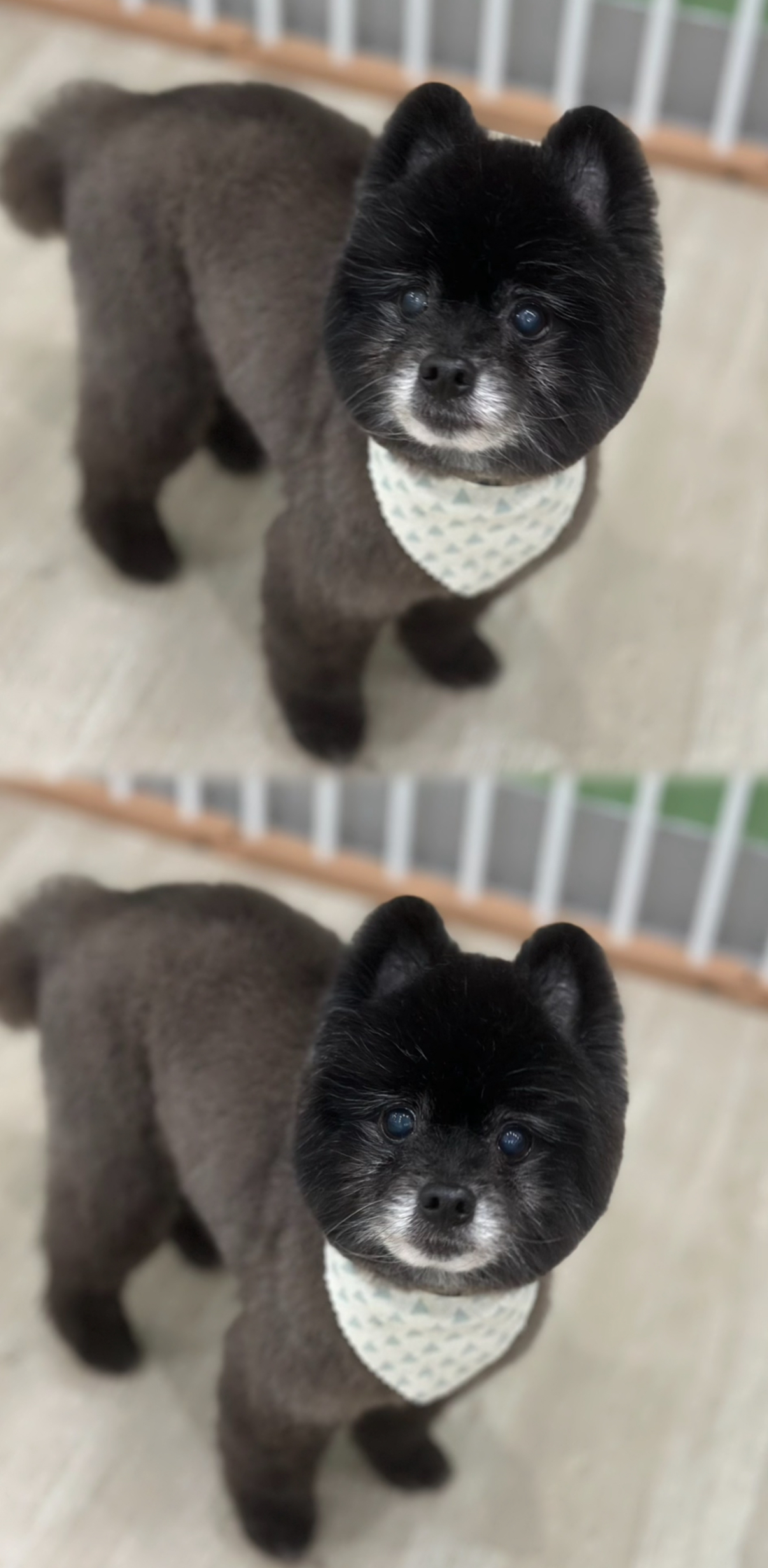 A small black dog with a white patterned bandana stands on a light-colored floor, looking up at the camera, shown from two slightly different angles.